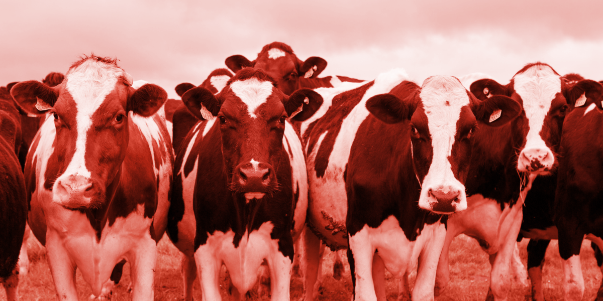 Cows in a field with a red brand overlay 